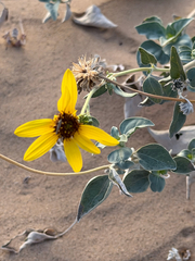 (c) Ian McFaul, some rights reserved (CC BY) Helianthus niveus, photograph (c) Ian McFaul, some rights reserved (CC BY)