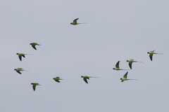 Psittacula longicauda