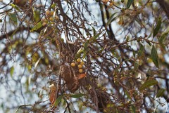 Magnoliopsida