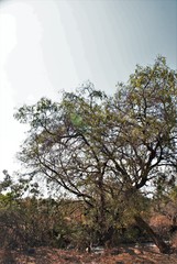 Magnoliopsida