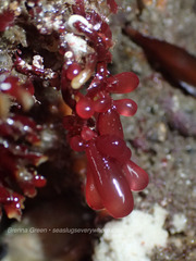 Botryocladia pseudodichotoma