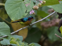 Chalcoparia singalensis