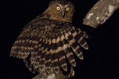 Buffy Fish-Owl photo 2