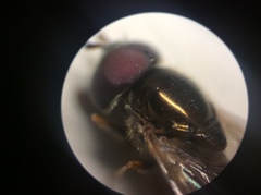 Melanostoma orientale