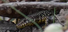 Podarcis muralis maculiventris