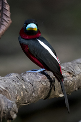 Cymbirhynchus macrorhynchos