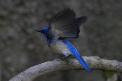 Cyornis turcosus