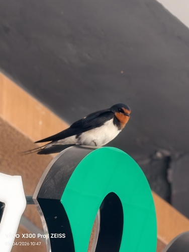Barn Swallow