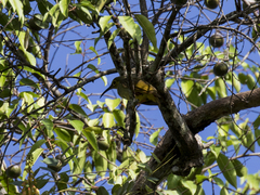 Arachnothera flavigaster