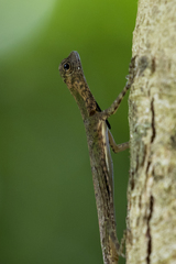 Draco melanopogon