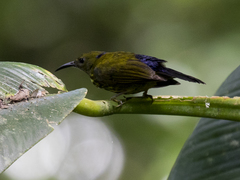 Kurochkinegramma hypogrammicum