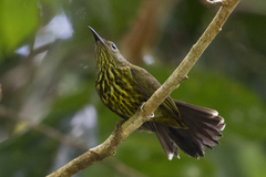 Kurochkinegramma hypogrammicum