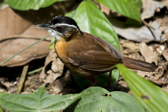 Pellorneum capistratum