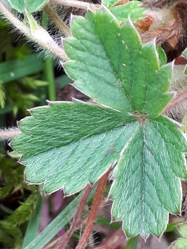 Barren Strawberry