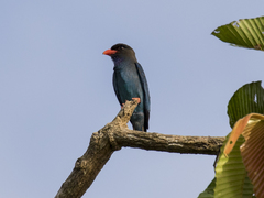 Oriental Dollarbird photo 3