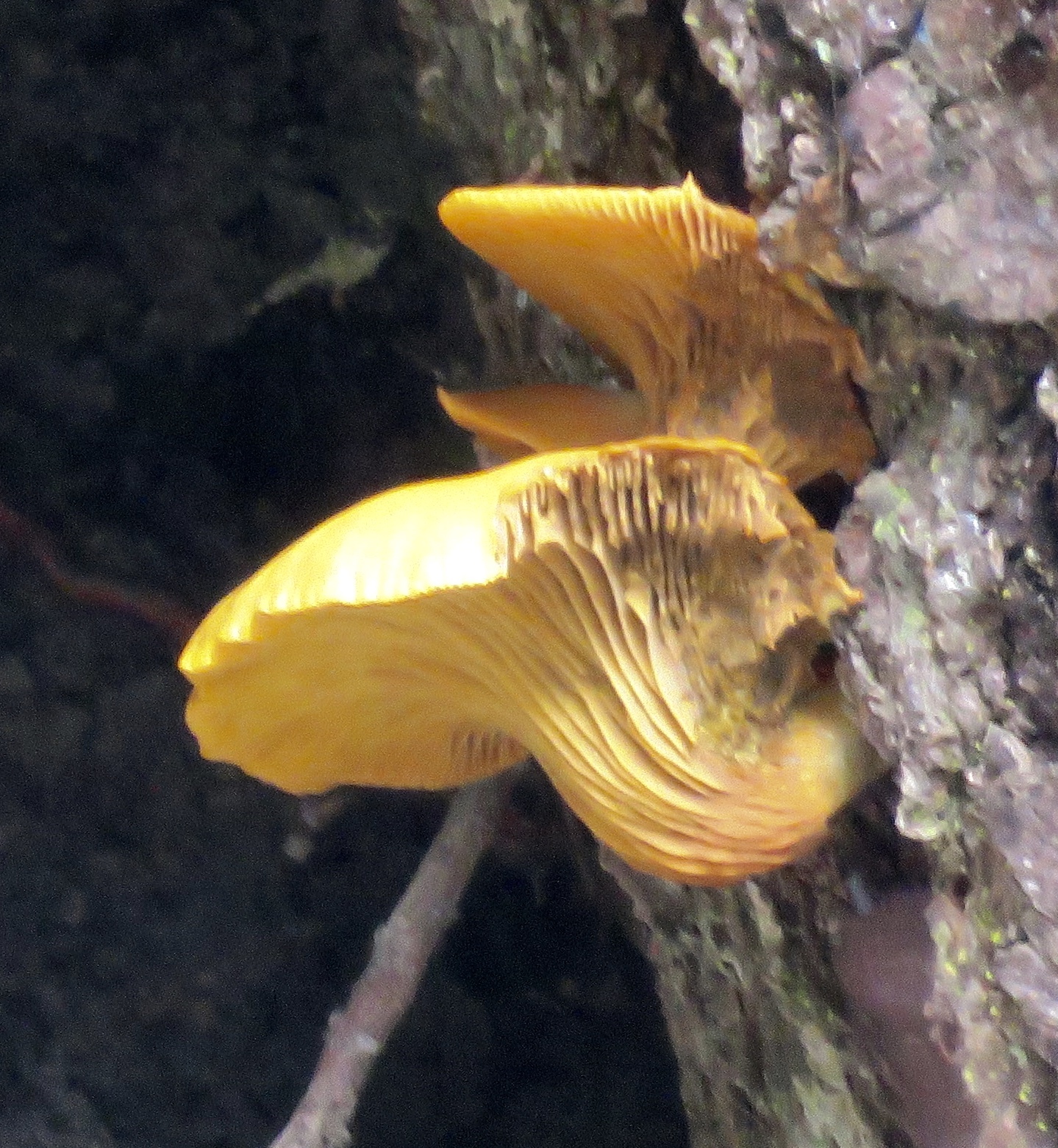 Omphalotus olivascens image