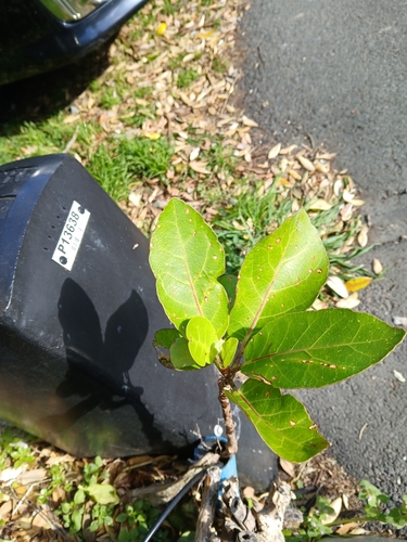 Pukanui (Meryta sinclairii)