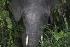 Elephas maximus borneensis