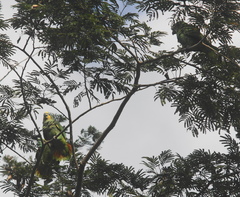 Amazona amazonica