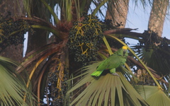 Amazona amazonica