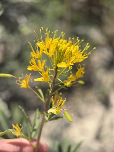 yellow beeplant (Cleomella lutea)