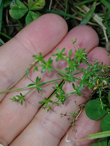 Lamarck's bedstraw (Galium divaricatum)