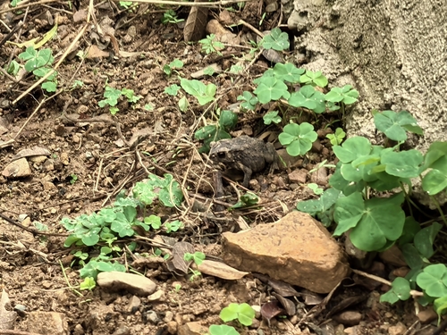 Asian Common Toad