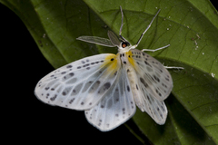 Genusa