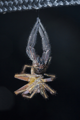 Heteropoda tetrica