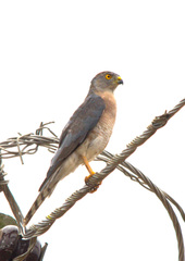 Accipiter minullus