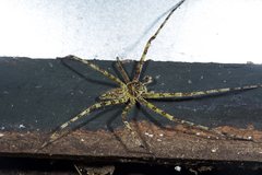 Heteropoda boiei