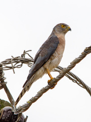 Accipiter minullus