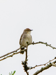 Cisticola angusticauda