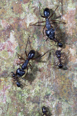 Camponotus rufifemur