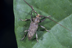 Acalolepta rusticatrix
