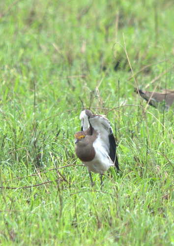 Brown-chested Lapwing (Vanellus superciliosus), photo 6