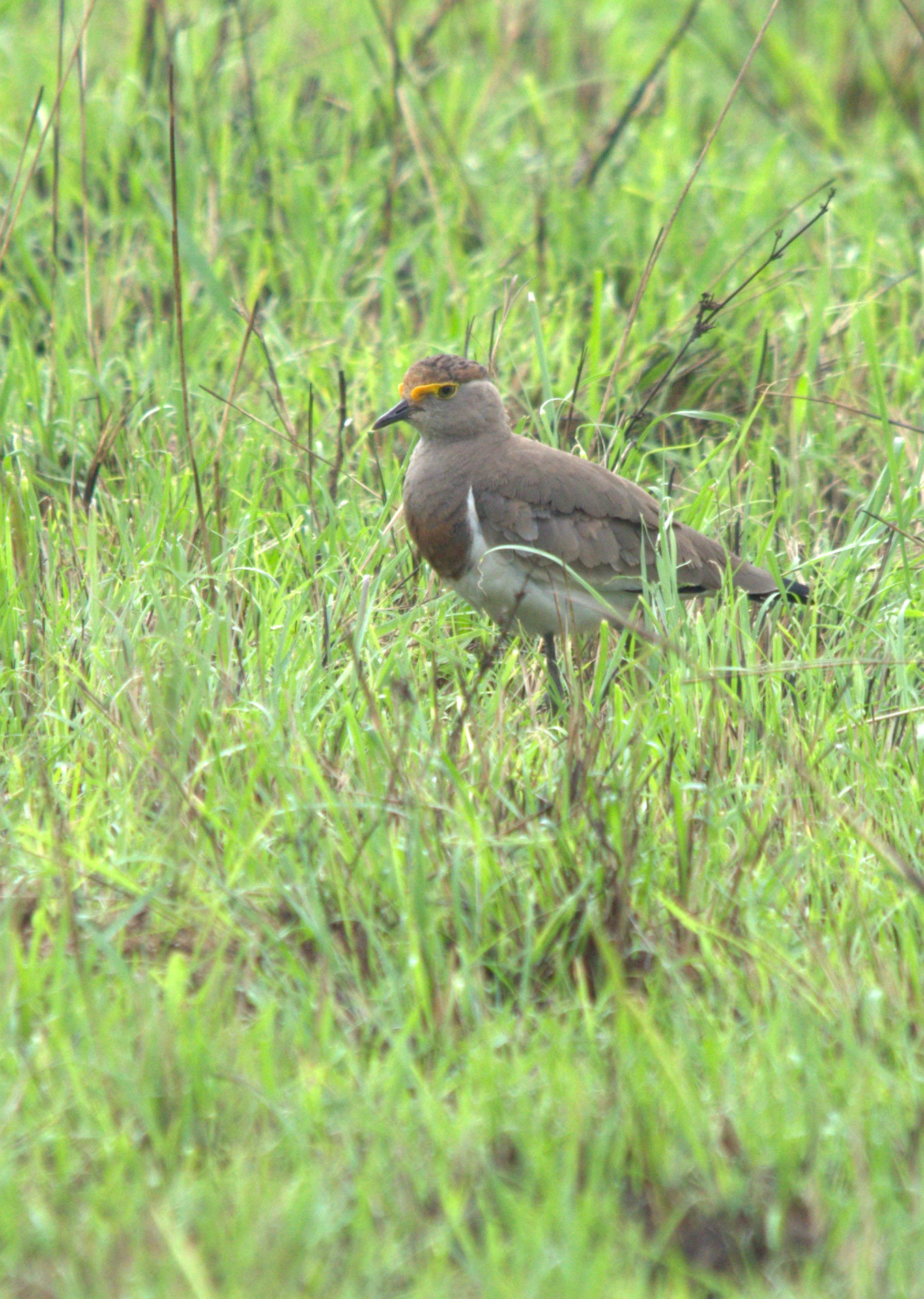 Brown-chested Lapwing (Vanellus superciliosus), photo 3