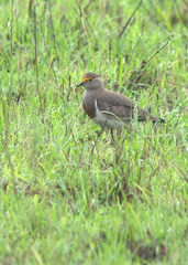 Vanellus superciliosus