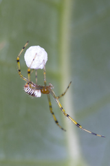 Theridion zonulatum