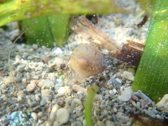 Naticarius canrena