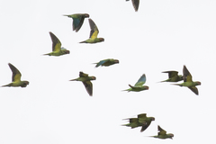 Psittacula longicauda