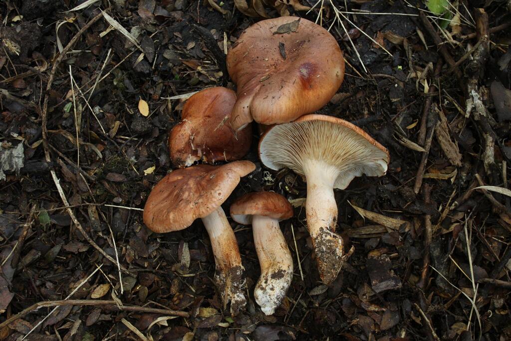 Tricholoma fagnani