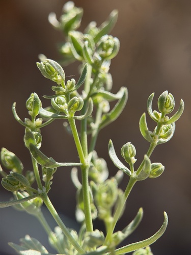 Rixford rockwort (Scopulophila rixfordii)