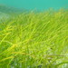 Manatee Grass - Photo (c) Ana Carolina Hernández-Oquet, some rights reserved (CC BY-NC), uploaded by Ana Carolina Hernández-Oquet
