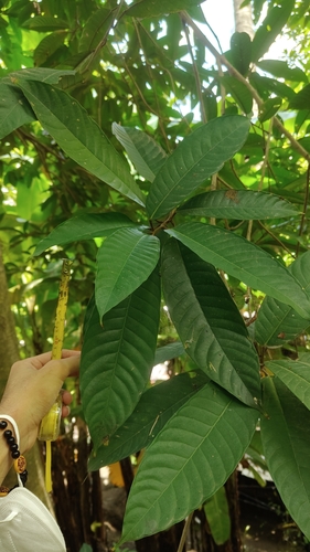 Ficus Magnolia Ficus magnoliifolia · iNaturalist
