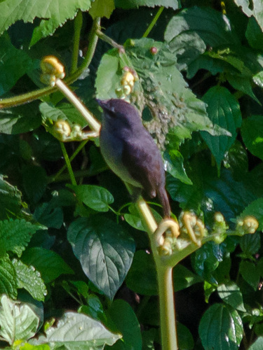 Dusky-blue Flycatcher (Bradornis comitatus), photo 3