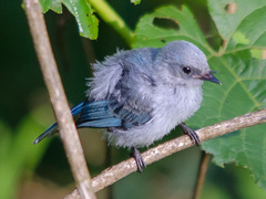 Elminia albicauda