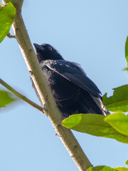 Nigrita canicapillus