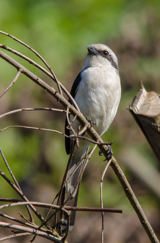 Mackinnon's Shrike