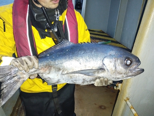 Antarctic butterfish (Hyperoglyphe antarctica) — Centrolophidae